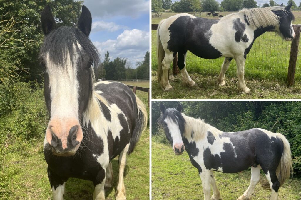 A front and side views of a horse with black and white markings standing in a field.