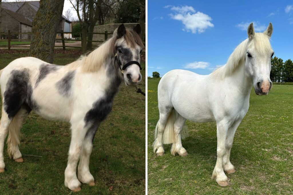 A young grey and white horse standing in front of trees and a barn showing his face and right side 

A white horse standing in a field showing his face and right side with trees behind him.