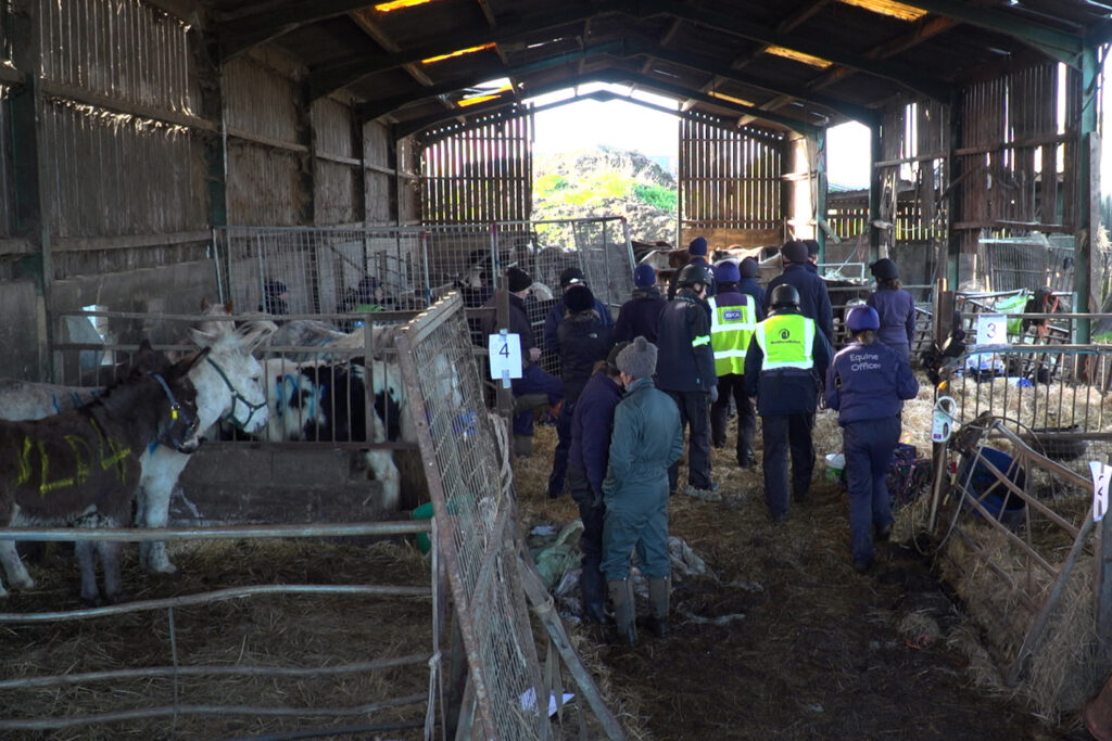 A large group of people stands with their backs to the camera in a large shed which is open at the end. Pens of horses are on either side of them.