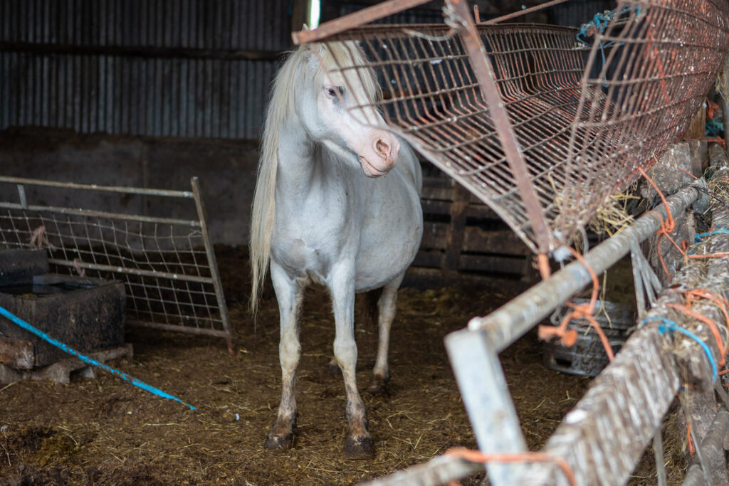 A lone grey horse stands in a stable amongst hazards and a feeder strung by by twine